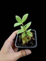 アリ植物 Hydnophytum moseleyanum Cebu (YFK2) 実生株_画像3