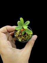 アリ植物 Hydnophytum formicarum Quezon, Luzon 実生株_画像4