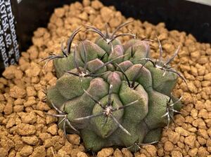 CO★712 エリオシケ=pyrrhocactus paucicostata JO756.2 ★　サボテン 多肉植物　★