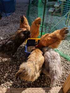 烏骨鶏 　米国シルキー　有精卵６個　当日卵　食用　即決 　/　自給自足　循環農法　庭先養鶏