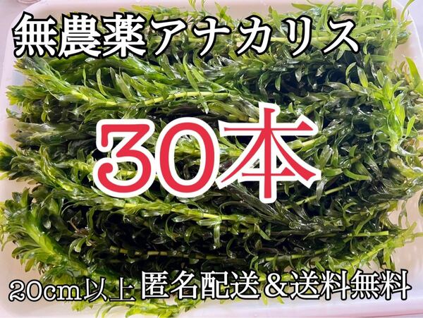 送料無料 30本20cm以上 無農薬アナカリス(オオカナダモ)アクアリウム餌水草 メダカ 金魚草 金魚藻 ザリガニ エビにも