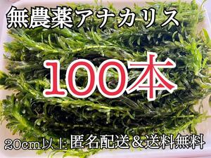 無農薬 アナカリス 100本 20cm以上 数量限定 送料無料 金魚草 金魚藻 冬眠用 寒さ対策