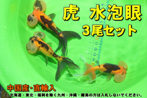 虎 水泡眼 3尾セット★全長11cm前後・中国産・写真の個体をお届け【お届け地域制限あり】100