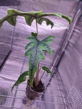 アロカシア ジャックリン　ジャクリン　Alocasia jacklyn　熱帯植物　パルダリウム_画像4