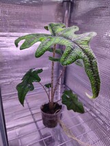 アロカシア ジャックリン　ジャクリン　Alocasia jacklyn　熱帯植物　パルダリウム_画像3