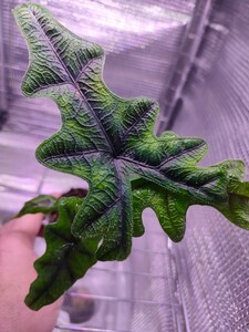 アロカシア ジャックリン　ジャクリン　Alocasia jacklyn　熱帯植物　パルダリウム