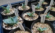 アガベ パリー トランカータ 種子 200粒+α Agave Parryi var. Truncata 200 seeds+α 種_画像2