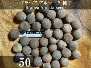 ブラヘア アルマータ 種子 50粒+α Brahea Armata 50 seeds+α 種 ヤシ