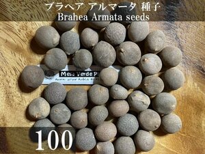 ブラヘア アルマータ 種子 100粒+α Brahea Armata 100 seeds+α 種 ヤシ