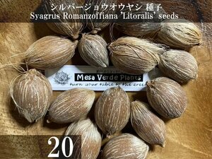 シルバージョウオウヤシ 種子 20粒+α Syagrus Romanzoffiana 'Litoralis' 20 seeds+α 種 ヤシ Silver Queen Palm