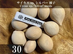 サイカス sp. シルバー 種子30粒+α Cycas sp. 'Silver' 30 seeds+α 種 ソテツ 蘇鉄 ヤシ タイシルバー