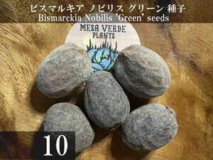 ビスマルキア ノビリス グリーン 種子 10粒+α Bismarckia Nobilis 'Green' 10 seeds+α 種 ヤシ