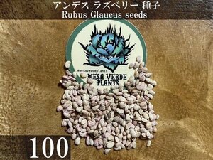 アンデス ラズベリー 種子 100粒+α Rubus Glaucus 100 seeds+α 種 Andean Raspberry