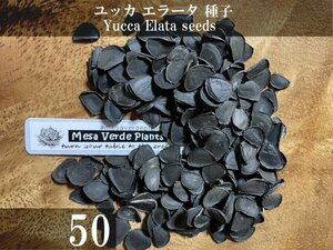 ユッカ エラータ 種子 50粒+α Yucca Elata 50 seeds+α 種