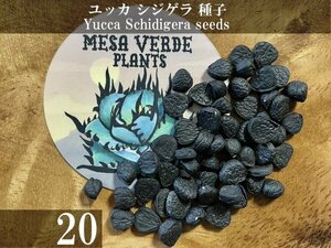  юкка sijigela семена 20 шарик +α Yucca Schidigera 20 seeds+α вид 