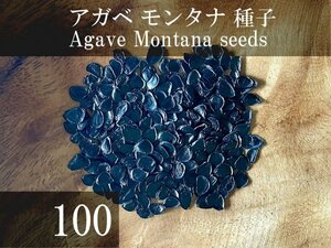 アガベ モンタナ 種子 100粒+α Agave Montana 100 seeds+α