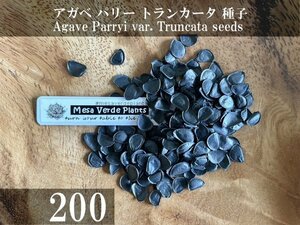 アガベ パリー トランカータ 種子 200粒+α Agave Parryi var. Truncata 200 seeds+α 種