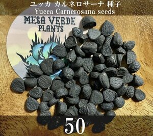 ユッカ カルネロサーナ 種子 50粒+α Yucca Carnerosana 50 seeds+α 種 カルネロサナ
