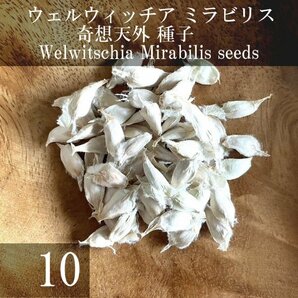 ウェルウィッチア ミラビリス 奇想天外 種子 10粒+α Welwitschia Mirabilis 10 seeds+αの画像1
