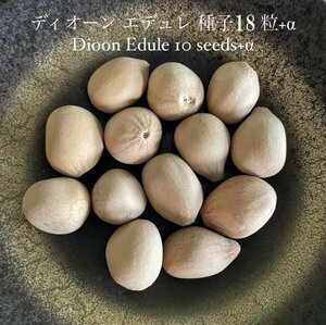 ディオーン エデュレ 種子 18粒+α Dioon Edule 18 seeds+α 種 ソテツ ヤシ エデューレ