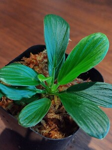 Homalomena sp. Riau sumatera 【LA0317-z-r】ホマロメナ