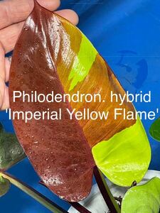 04 斑入り　フィロデンドロン　ハイブリッド'インペリアル　イエローフレーム' philodendron hybrid 'Imperial YellowFlame' ('Redmoon') 