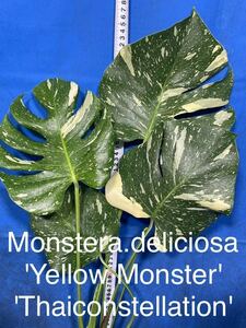 1220 斑入り　モンステラ　デリシオーサ　イエローモンスター　Monstera deliciosa'Yellow Monster' 'Thaiconstellation' 黄斑入り特上斑体