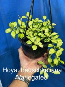1116 斑入り　ホヤ　ヘウスケリアナ　'バリエゲッド' Hoya.heuschkeliana 'variegated' サクララン プラ鉢５号釣り鉢 大株