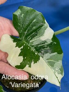 1138 白斑入り クワズイモ 特上斑体　Alocasia od ora. variegata (アローカシア クワズイモ属) (Araceae . サトイモ科) 節芽4親木に！