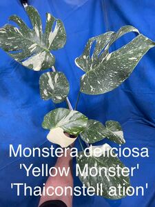 1238 斑入り　モンステラ　デリシオーサ　イエローモンスター　Monstera deliciosa'Yellow Monster' 'Thaiconstellation' 特上斑体二芽出し