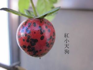 ローヤ柿・紅小天狗（正木）老鴉柿・老爺柿・ロウヤガキ