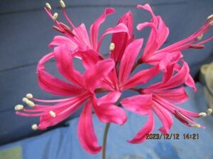 山野草　ネリネ　濃いピンク花⑥　ダイヤモンドリリー　 四種郵便発送　