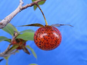 ローヤ柿・華菱（正木）老鴉柿・老爺柿・ロウヤガキ