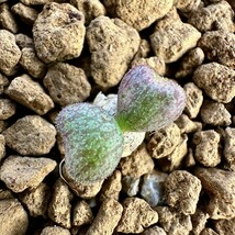 【lj_plants】12.05-08 珍奇植物 チレコドン 新品種 Tylecodon occultans亜種2株同梱_画像9