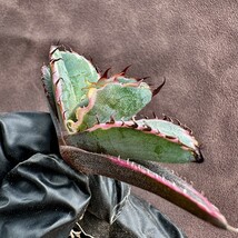 【Lj_plants】12.11-13 アガベ 多肉植物 チタノタ BB ブラックダイヤモンド ブラックアンドブルー錦 白覆輪錦 狂刺 極上子株_画像6