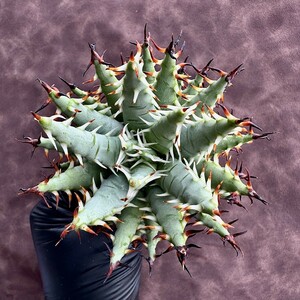 【Lj_plants】12.23-05 アロエ エリナケア 黒魔殿　Aloe erinacea★サボテン 黒棘 超綺麗株