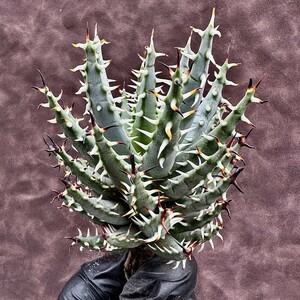 【Lj_plants】12.26-05 アロエ エリナケア 黒魔殿　Aloe erinacea★サボテン 黒棘 超綺麗株