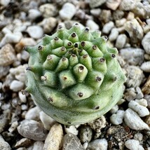 【Lj_plants】1.4-02 「実生」ユーフォルビア グロブリカウリス/Euphorbia globulicaulis 厳選株 塊根植物 _画像2