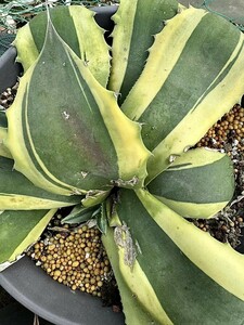 【Lj_plants】12.23-01 アガベ オバティフォリア オルカ 極上斑です 黄覆輪 極美株