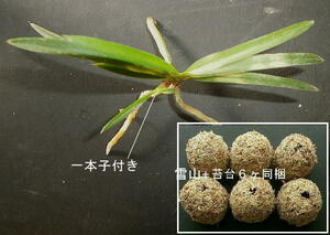 富貴蘭「雪山+植替お試 苔台6ヶset」同梱★白虎斑が全葉に掛る優良選別品の 1本子付き種木★第第四種鉢無し根露出発送に限り無料