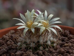 ツルビニカルプス　シュードマクロケレ ssp.クラインジアヌス De Herdt1965, Sierra del Doctor 種子５粒