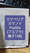 エケベリア　カマノイ, Puebla プエブラ　種子15粒_画像1