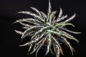 アグラオネマ ピクタム A 雷切 LA0913-3ss LA便　ネームド株　オマケ付　増殖　Aglaonema pictum