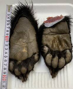 【ジビエ】ツキノワグマ　熊の手足　２個　計７８７ｇ　鮮度最高　食品用