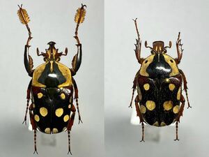 【昆虫標本】コンゴ産 ケアシツノカナブン Cheirolasia burkei ♂30.5mm (A)♀26.0mm（A2）