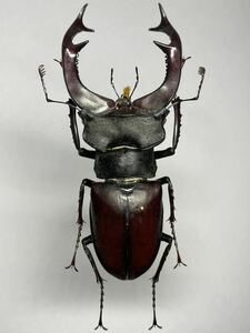 【昆虫標本】南フランス産 ヨーロッパミヤマクワガタ Lucanus cervus cervus ♂83.2mm（A）特大