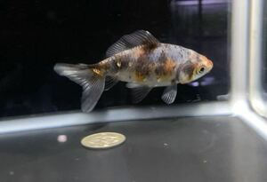 【アクアヒーリング　プレアデス】　金魚　東川養魚場産　キャリコ和金　49