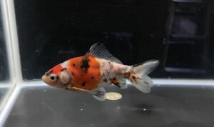 【アクアヒーリング　プレアデス】　金魚　東川養魚場産　キャリコ和金　28