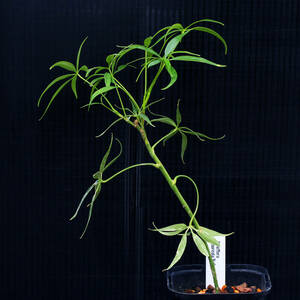 【新春SALE】シェフレラ・ルッフィーナ Schefflera arboricola 'Rufina' 細葉の珍シェフレラ ∂∂∂