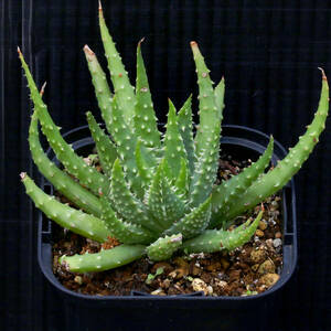 白磁盃×帝王錦 アロエハイブリッド Aloe hybrid A.pratensis x A.humilis ∂∂∂